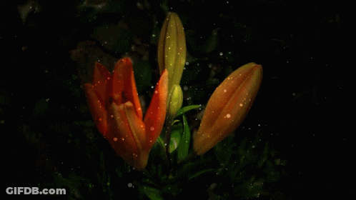 Two Orange Flowers Are Lit Up In The Dark GIF