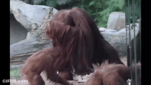 Two Orangutans Playing With Each Other In A Zoo Enclosure GIF