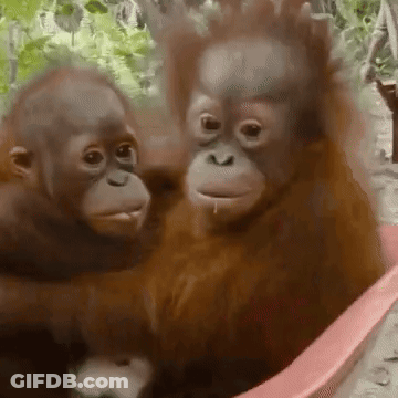 Two Orangutans Sitting In Pink Tub GIF