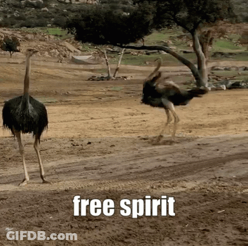 Two Ostriches Are Standing On A Dirt Road With The Words Free Spirit Written Above Them GIF