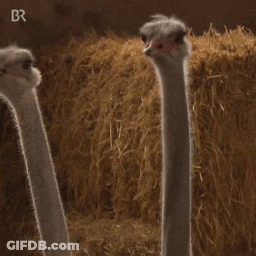 Two Ostriches Standing Next To Hay Pile With Letters BR GIF