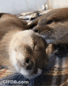 Two Otters Are Laying Next To Each Other On A Blanket And One Is Licking The Other 'S Nose . GIF