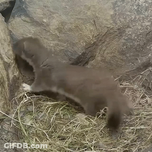 Two Otters Are Playing In A Pile Of Hay Near A Rock GIF