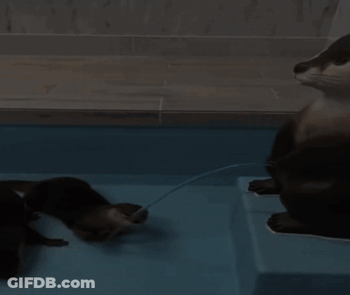 Two Otters Playing In Pool GIF