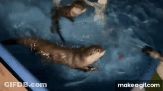Two Otters Swimming In Pool One Looking At Camera GIF