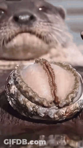 Two Otters You Are My Otter Half GIF