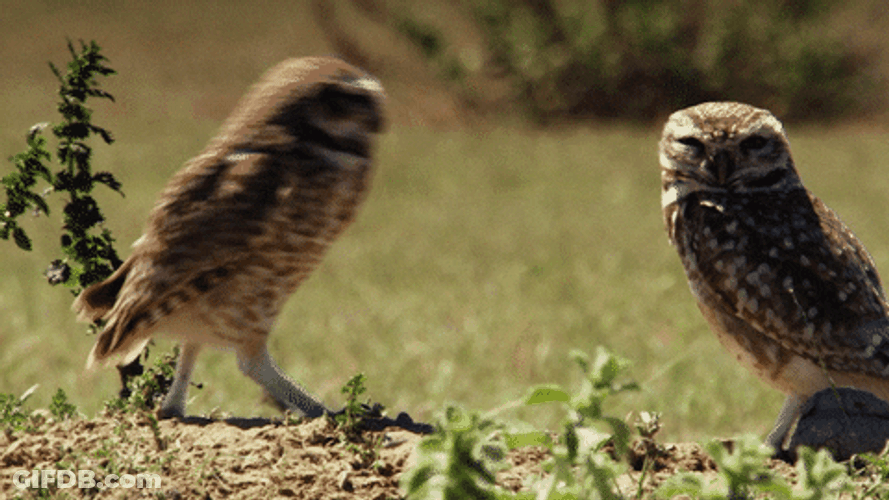 Two Owl Whisper GIF