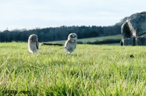 Two Owls Are Standing In A Grassy Field With Rocks In The Background GIF