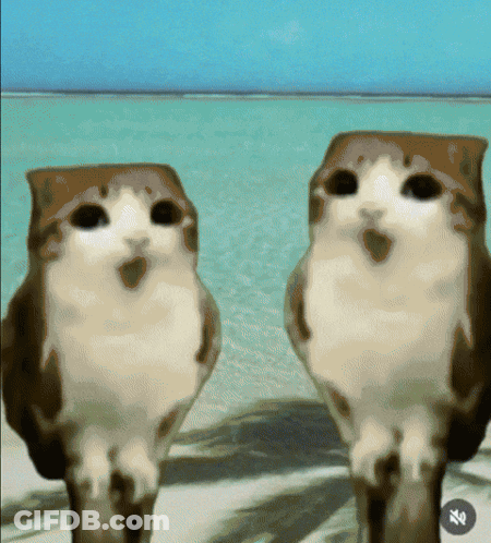 Two Owls Are Standing Next To Each Other In Front Of A Body Of Water And A Percentage Sign GIF