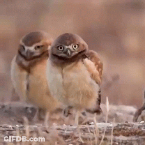 Two Owls Are Standing Next To Each Other On The Ground Looking At The Camera . GIF