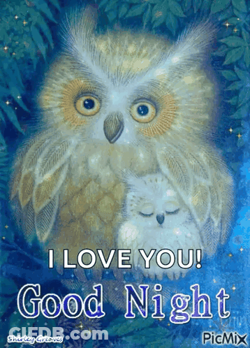 Two Owls Saying I Love You Good Night GIF