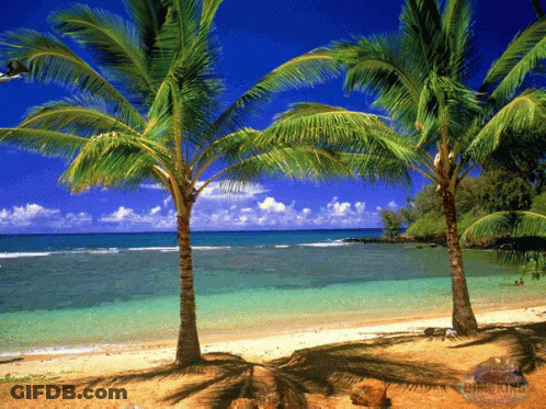 Two Palm Trees On A Tropical Beach With A Blue Sky GIF