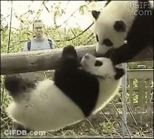 Two Panda Bears On Tree Branch GIF