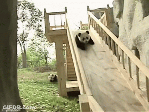 Two Panda Bears Playing On Wooden Slide GIF