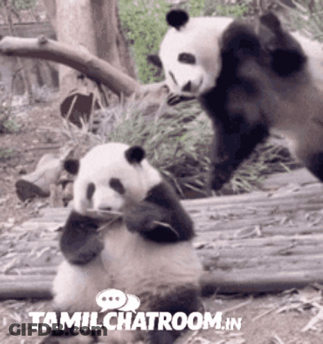 Two Panda Bears Side By Side Tamilchatroom.in GIF