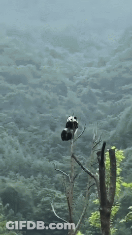 Two Panda Bears Sitting On Tree Branch GIF