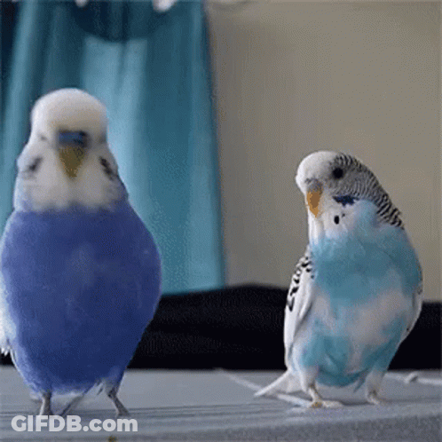 Two Parakeets Are Standing Next To Each Other On A Table . One Of The Parakeets Is Blue And The Other Is White . GIF