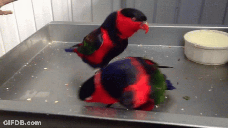 Two Parrot Jumping With Each Other GIF