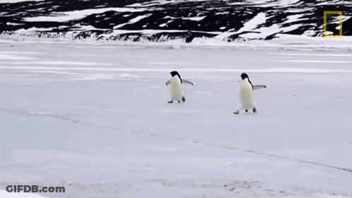 Two Penguins Are Walking Across A Snowy Field With The National Geographic Logo In The Background GIF