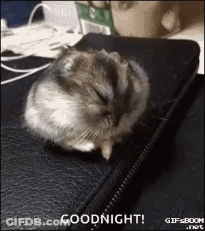 Two Penguins Hi Morning Sunday Is Sunday Enjoy GIF
