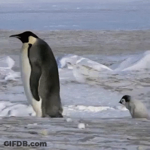 Two Penguins In Snow Looking GIF