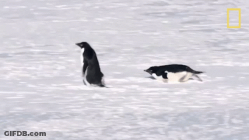 Two Penguins In Snow With National Geographic Logo GIF