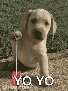 Two Penguins Kissing Love At First Sight GIF