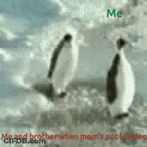 Two Penguins Me And Brother When Mom's Not Looking GIF