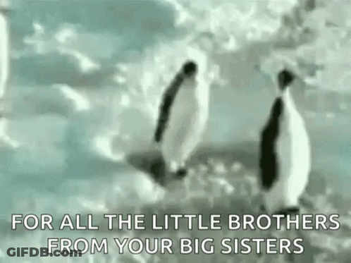 Two Penguins On Snowy Hill GIF