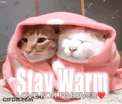 Two Penguins Wrapped In Blanket Stay Warm GIF