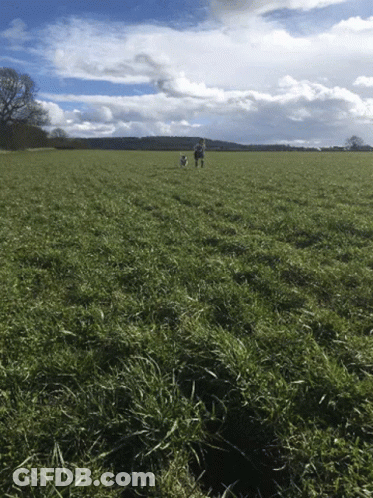 Two People Walking Dogs In Grassy Field GIF
