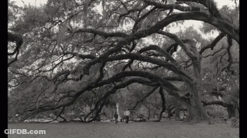 Two People Walking Under Large Tree GIF