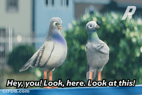 Two Pigeons Are Standing Next To Each Other With The Words Hey You Look Here Look At This Below Them GIF