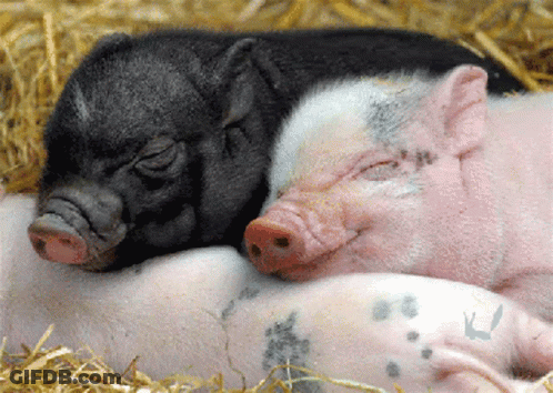 Two Pigs Are Sleeping On Top Of Each Other On A Pile Of Straw GIF