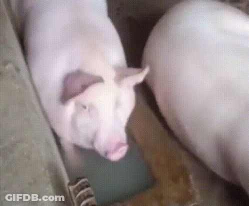 Two Pigs Are Standing Next To Each Other In A Cage GIF
