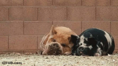 Two Pigs Laying Next To Each Other On The Ground In Front Of A Brick Wall GIF