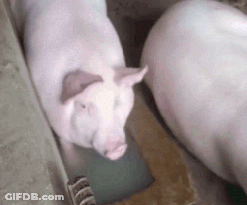 Two Pigs Standing In Barn GIF