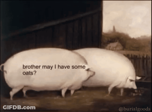 Two Pigs Standing Next To Each Other With One Saying " Brother May I Have Some Oats ? " GIF