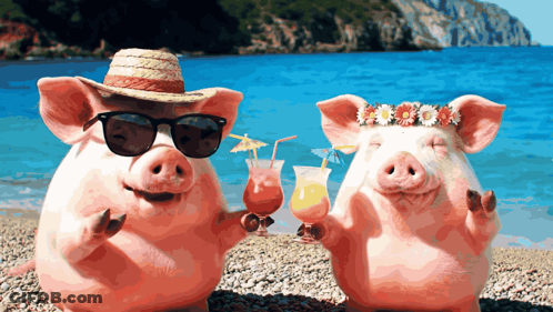 Two Pigs Wearing Sunglasses And Straw Hats Are Holding Drinks On A Beach GIF