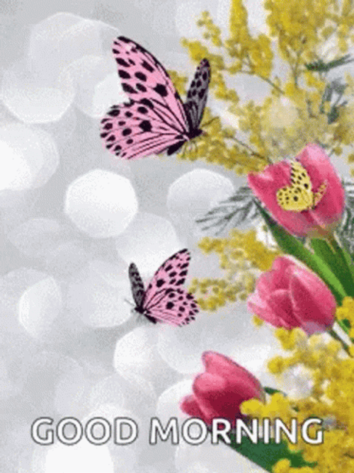 Two Pink And Black Butterfly GIF