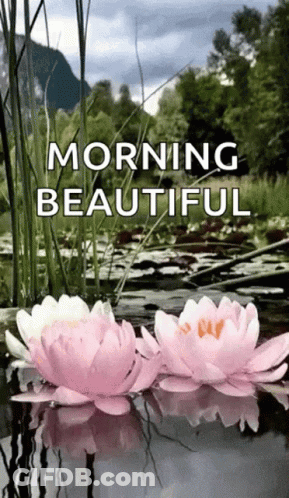 Two Pink And White Water Lilies Floating In A Pond Saying Morning Beautiful GIF