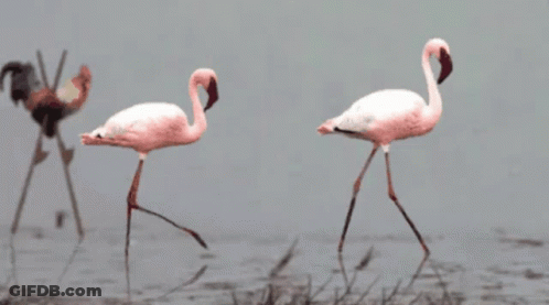 Two Pink Flamingos Walking In Water GIF