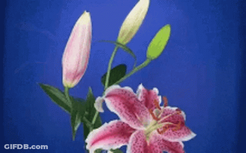 Two Pink Flowers Are Against A Blue Background . GIF
