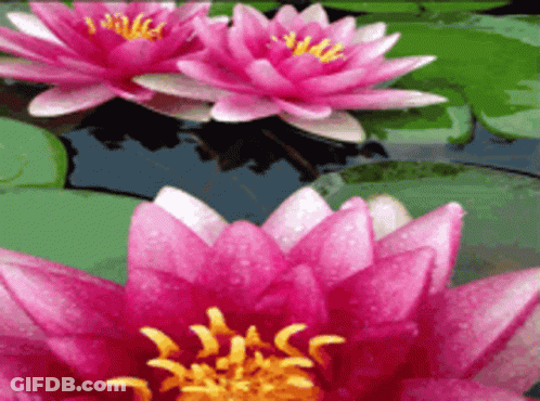 Two Pink Flowers Are Floating In A Pond GIF