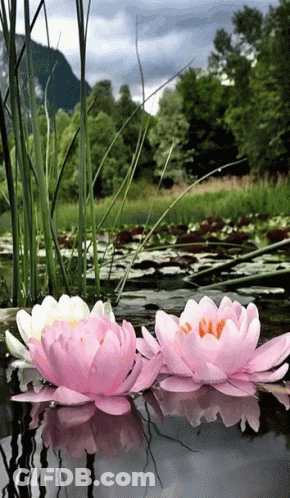 Two Pink Flowers Are Floating In A Pond GIF