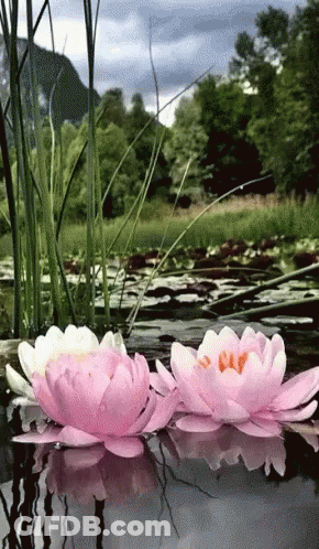 Two Pink Flowers Floating In Pond With Mountains GIF