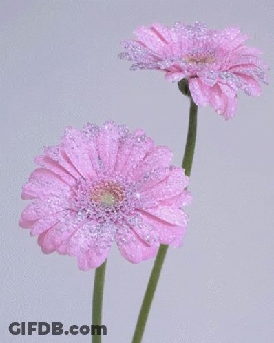 Two Pink Flowers With Water Drops On Them On A White Background GIF