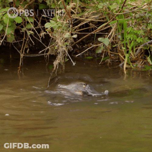 Two Platypus In The River GIF