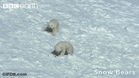 Two Polar Bear Cubs Are Playing In The Snow With Bbc Earth Written On The Bottom GIF