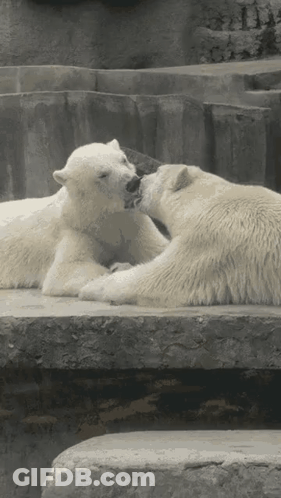 Two Polar Bears Are Kissing On A Rock GIF